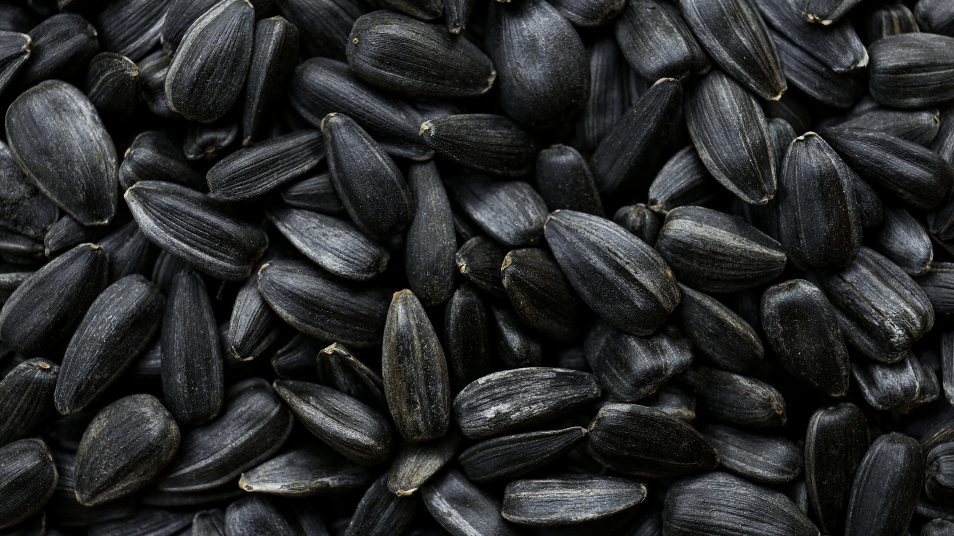 Sunflower seeds high oleic | AGRIWELL organic farming