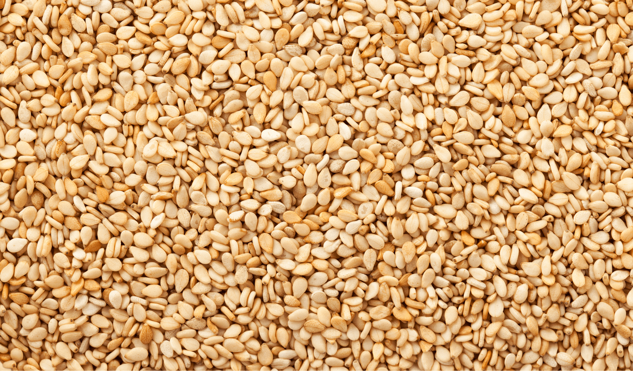 Loupaná sezamová semínka | AGRIWELL B2B organické komodity