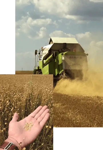 Harvest time: a combine harvester in the field and a hand holding harvested grains